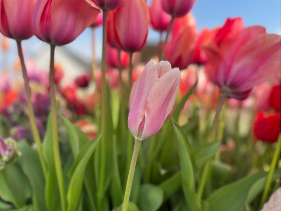 Tulpan 'Apricot Beauty'